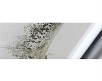 Anti Mould